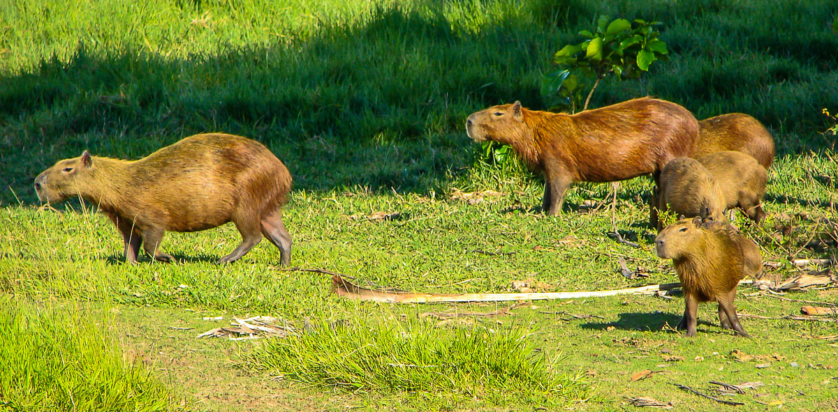 Capybara Family by Reinhard Thomas ©